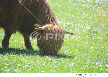 highland cow in a field in Scotland 23935036