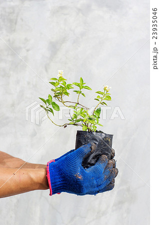 man holding a lantana plant or hedge flower. man holding a lantana plant or hedge flower. 23935046