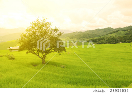 green Rice fields on terraced in Thailand green Rice fields on terraced in Thailand 23935655