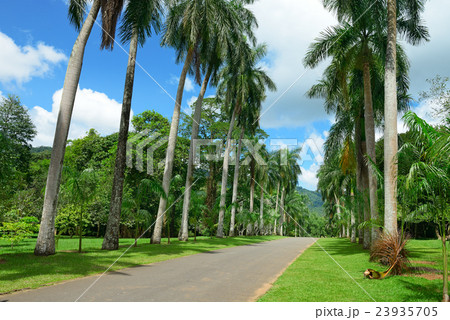 Tall palm trees in the park Tall palm trees in the park 23935705