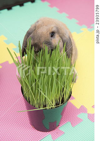 草を食べるうさぎ 23935799