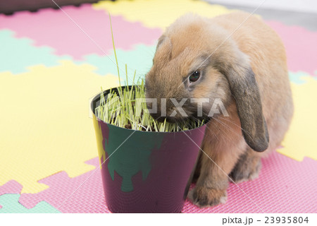 草を食べるうさぎの写真素材