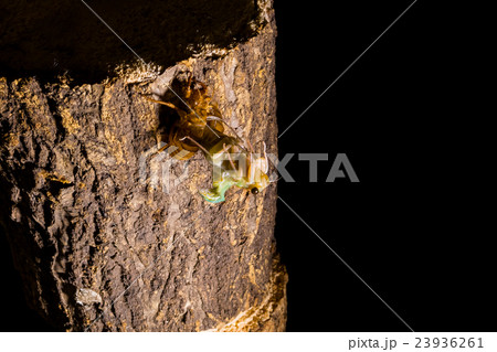 [ セミの羽化 04-16 ]アブラゼミの羽化　インターバル撮影　固定撮影　セミ　せみ　セミ　タイ 23936261