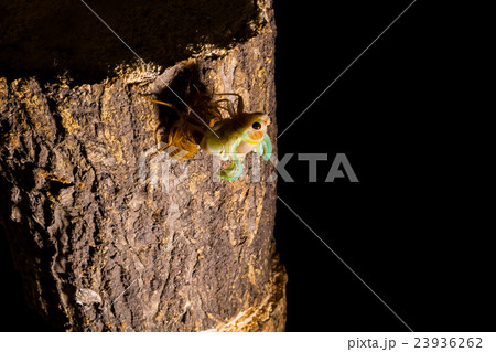 [ セミの羽化 04-17 ]アブラゼミの羽化　インターバル撮影　固定撮影　セミ　せみ　セミ　タイ 23936262