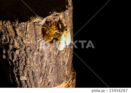 [ セミの羽化 04-22 ]アブラゼミの羽化　インターバル撮影　固定撮影　セミ　せみ　セミ　タイ 23936267