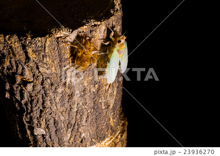 [ セミの羽化 04-25 ]アブラゼミの羽化　インターバル撮影　固定撮影　セミ　せみ　セミ　タイ 23936270