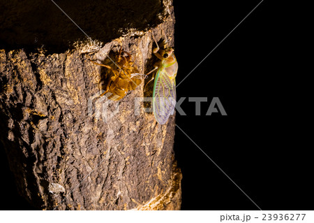 [ セミの羽化 04-32 ]アブラゼミの羽化　インターバル撮影　固定撮影　セミ　せみ　セミ　タイ 23936277