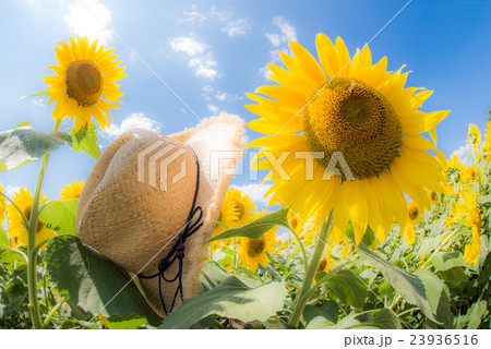 夏のイメージ ひまわりと麦わら帽子の写真素材