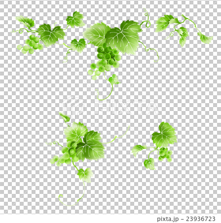 Grape Grape 23936723