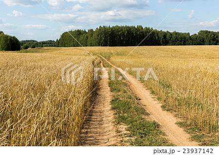 wheat field with a road 23937142