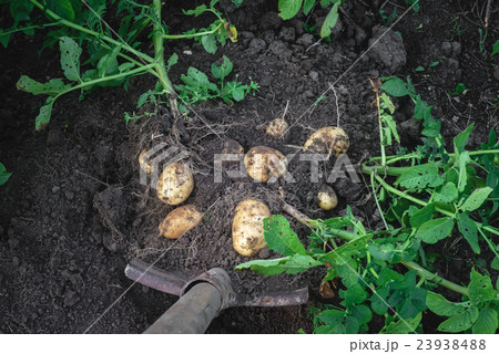digging potatoes out of the soil 23938488