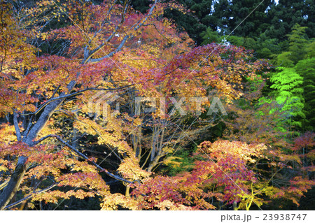 円通院鮮やかな晩秋色鮮やかなライトアップに映える真っ赤な紅葉 23938747
