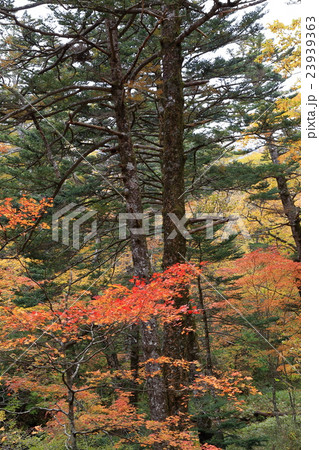 日光_紅葉 日光_紅葉 23939363