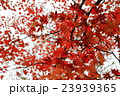 日光_紅葉 23939365