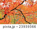 日光_紅葉 23939366
