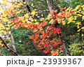 日光_紅葉 23939367