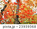 日光_紅葉 23939368