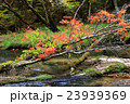 日光_紅葉 23939369