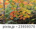 日光_紅葉 23939370
