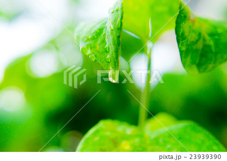 水も滴る良い葉っぱ 23939390