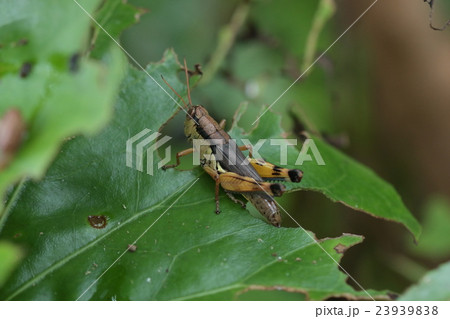 生き物 昆虫 タラノキフキバッタ、別名『オキナワオオイナゴモドキ』。フキバッタの沖縄地域の種です 生き物 昆虫 タラノキフキバッタ、別名『オキナワオオイナゴモドキ』。フキバッタの沖縄地域の種です 23939838