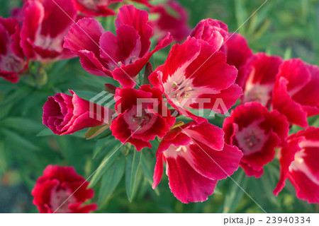 ゴデチア ゴデチア 23940334