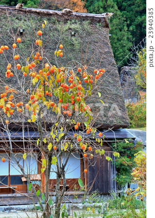 晩秋の白川郷 23940385