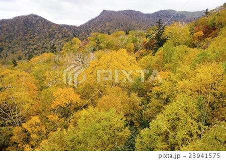 札幌国際スキー場　紅葉ゴンドラからの眺め 23941575