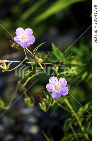 高峰高原 高峰高原 23941799