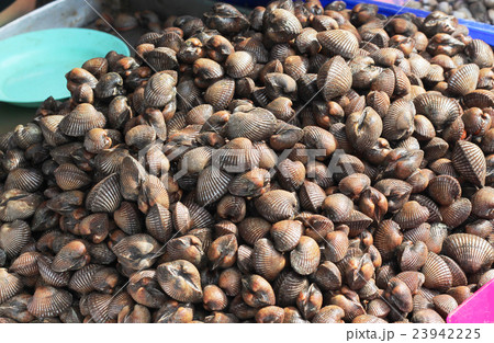 Plenty fresh cockle on the tray at the market 23942225