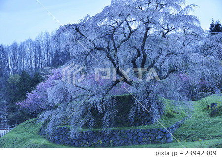 又兵衛桜 23942309