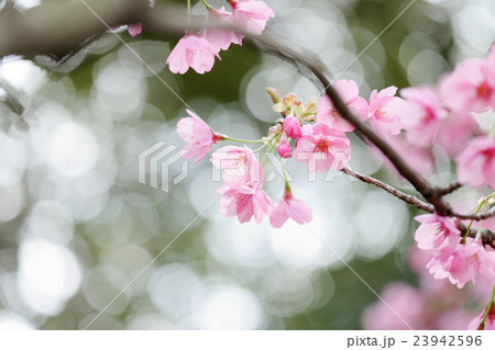 桜　（ヨコハマヒザクラ） 23942596