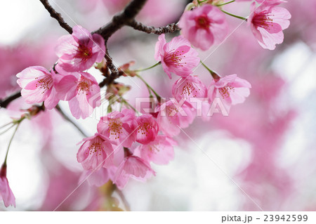 桜　（ヨコハマヒザクラ） 23942599