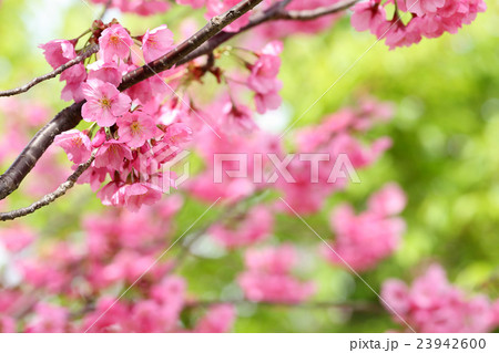 桜　（ヨコハマヒザクラ） 23942600