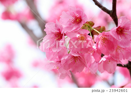 桜 (ヨコハマヒザクラ) 桜 (ヨコハマヒザクラ) 23942601