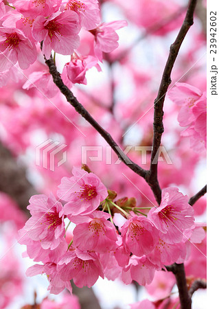 桜　（ヨコハマヒザクラ） 23942602