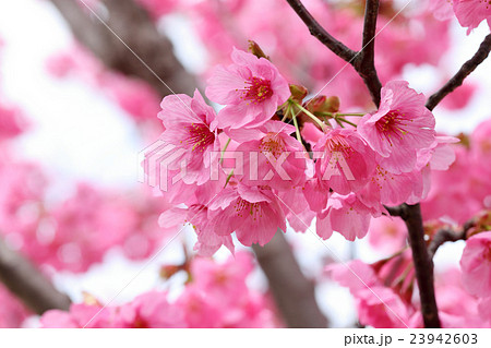 桜　（ヨコハマヒザクラ） 23942603