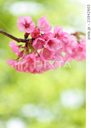 桜　（ヨコハマヒザクラ） 23942605