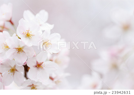 桜(ソメイヨシノ) 桜(ソメイヨシノ) 23942631