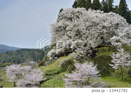 佛隆寺の千年桜 23942792