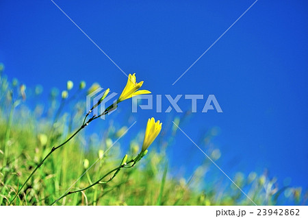 ユウスゲ 23942862