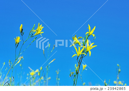 ユウスゲ 23942865