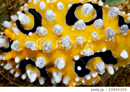 キイロイボウミウシ 23943103