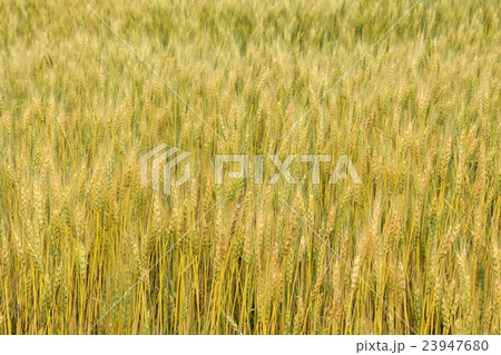 麦畑 23947680