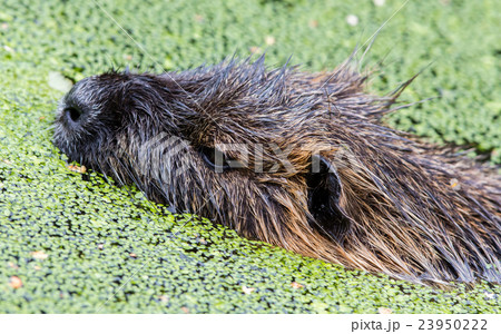 Myocastor coypus, single mammal Myocastor coypus, single mammal 23950222