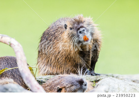Myocastor coypus, single mammal 23950223