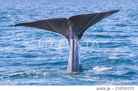 Tail of a Sperm Whale diving 23950235