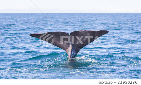 Tail of a Sperm Whale diving 23950236