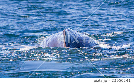 Large Sperm Whale near Iceland 23950241