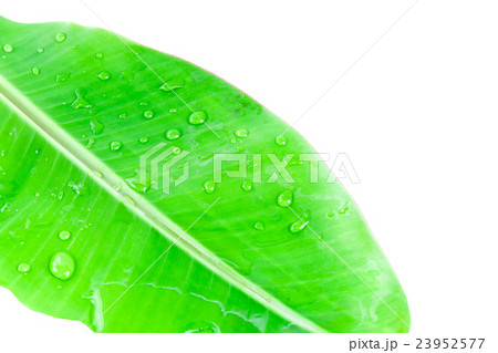 Banana leaf isolated 23952577